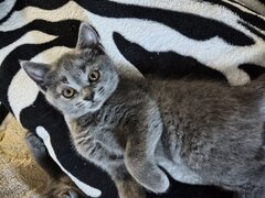 O ghemotoaca British Shorthair isi cauta familie (Craiova)