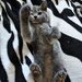 O ghemotoaca British Shorthair isi cauta familie (Craiova)