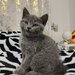O ghemotoaca British Shorthair isi cauta familie (Craiova)
